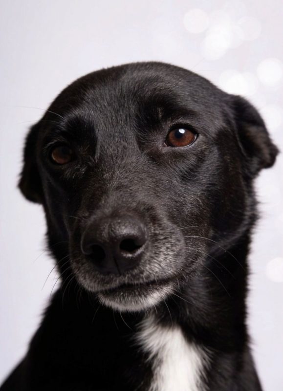 Sissy - Chien à adopter - photo 8