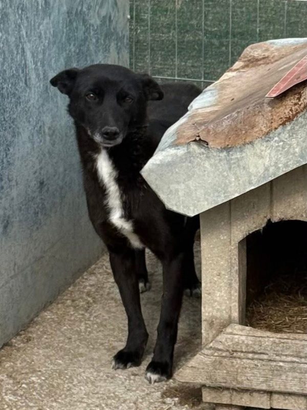 Sissy - Chien à adopter - photo 6