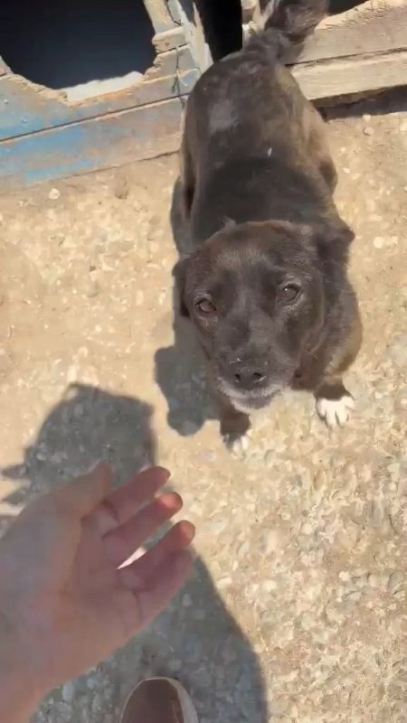 Mia - Chien à adopter - photo 4