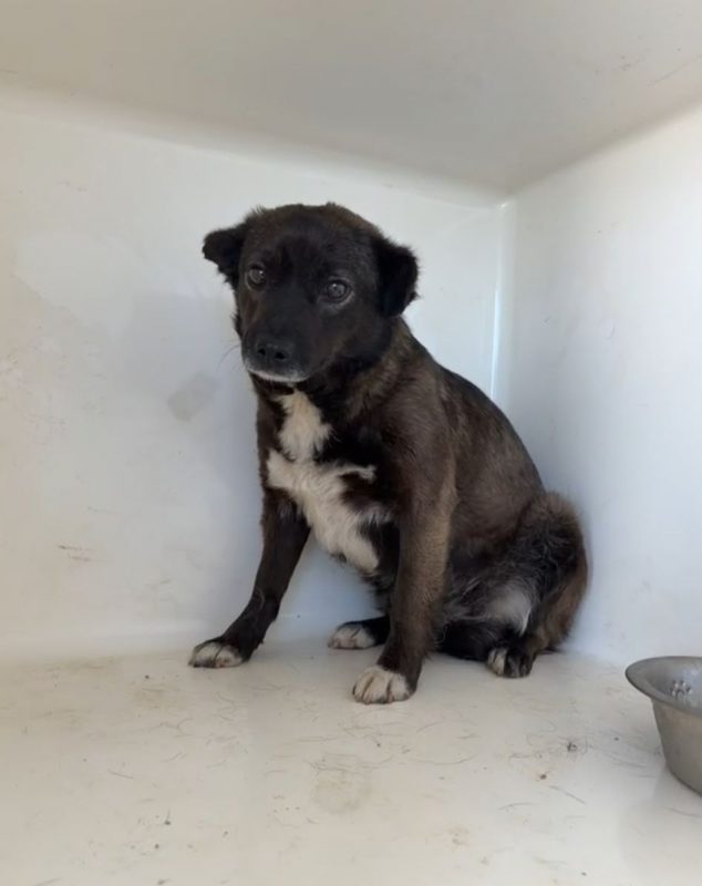 Mia - Chien à adopter - photo 2