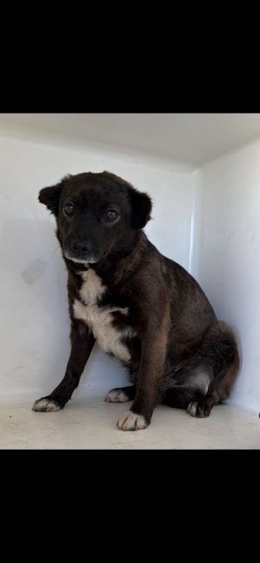 Mia - Chien à adopter