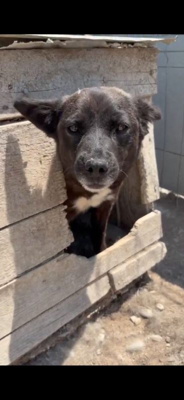 Mia - Chien à adopter - photo 7