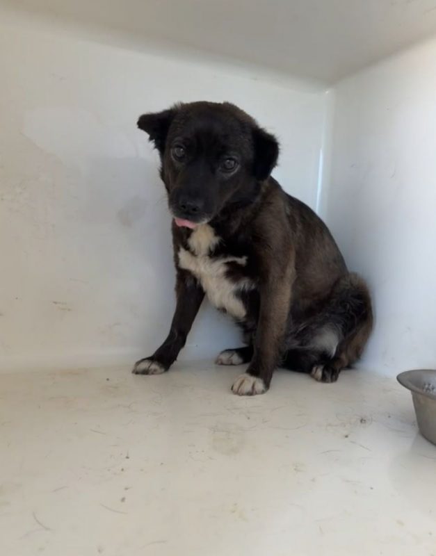 Mia - Chien à adopter - photo 5