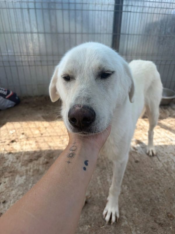 Marley - Chien à adopter - photo 6