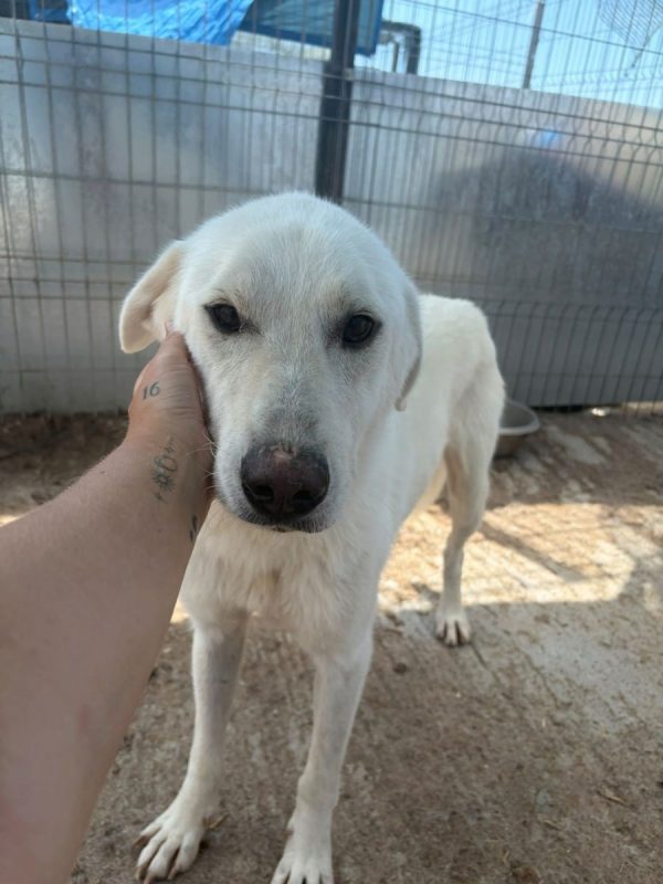 Marley - Chien à adopter - photo 9