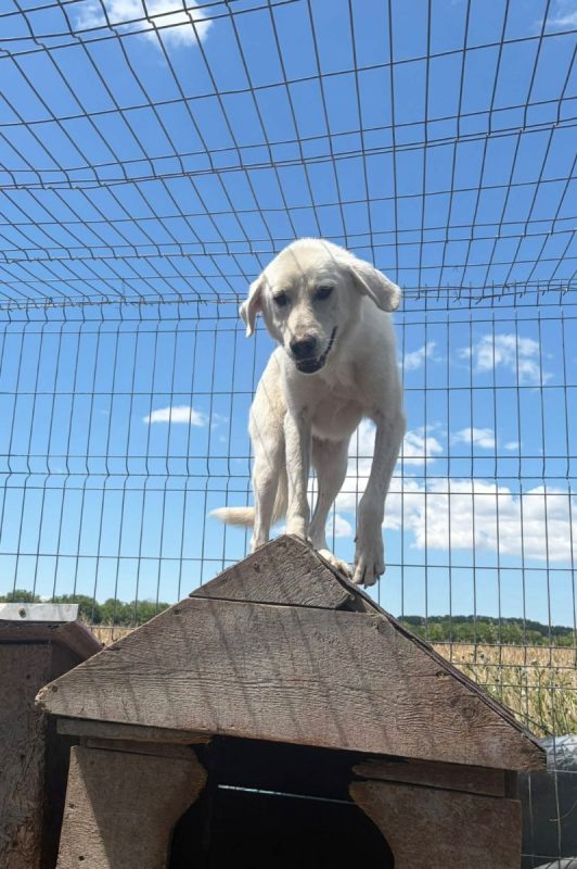 Marley - Chien à adopter - photo 7