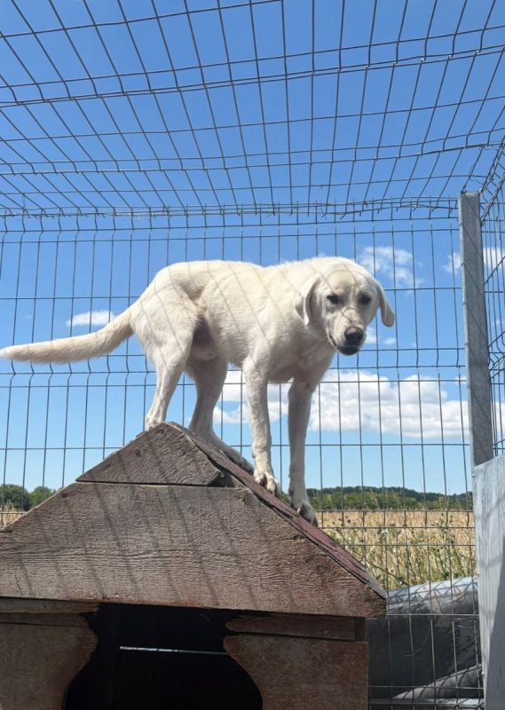 Marley - Chien à adopter - photo 4