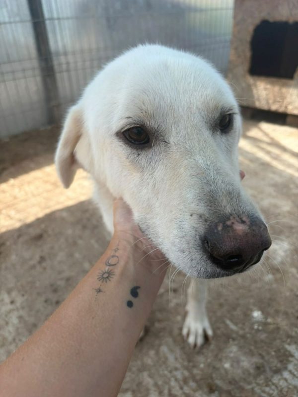Marley - Chien à adopter