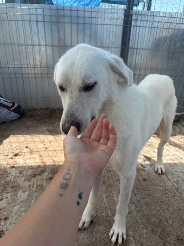 Marley - Chien à adopter - photo 3