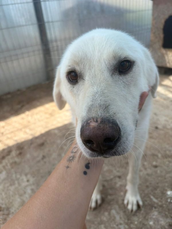 Marley - Chien à adopter - photo 8