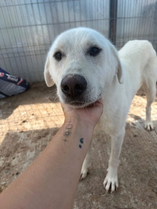 Marley - Chien à adopter - photo 2