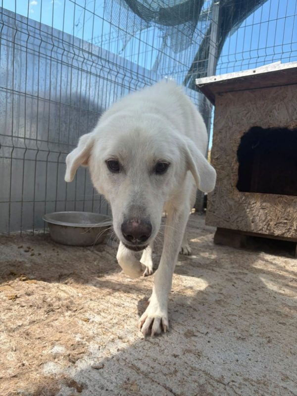 Marley - Chien à adopter - photo 5
