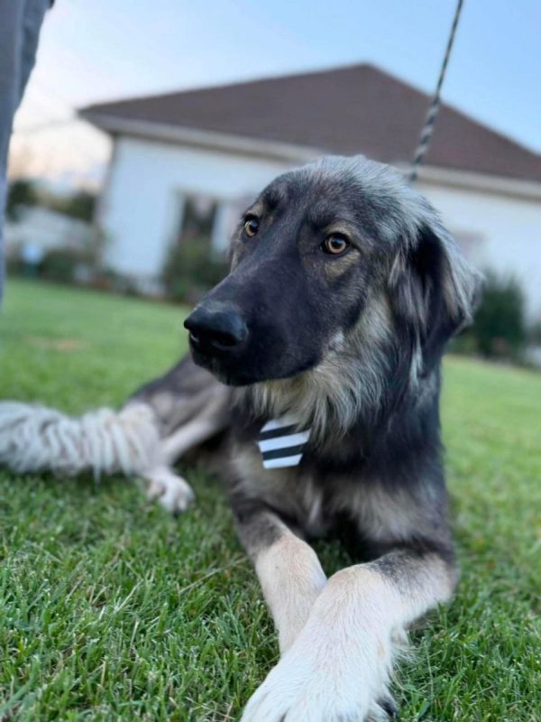 Devon - Chien à adopter - photo 2