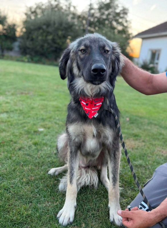 Devon - Chien à adopter