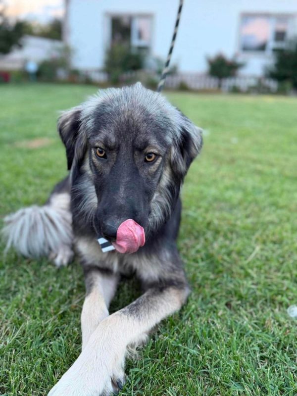 Devon - Chien à adopter - photo 5
