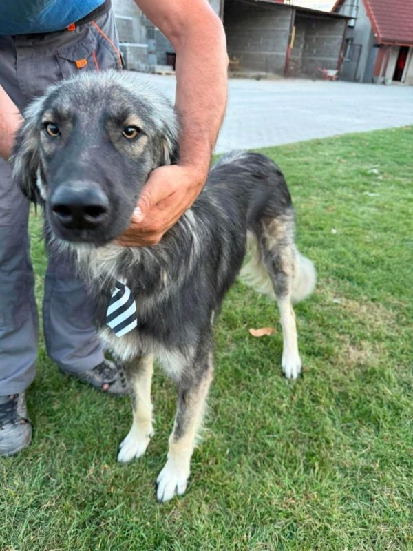 Devon - Chien à adopter - photo 4