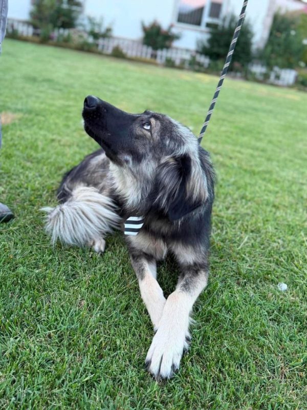 Devon - Chien à adopter - photo 6