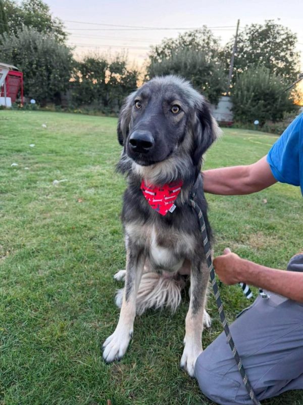 Devon - Chien à adopter - photo 10