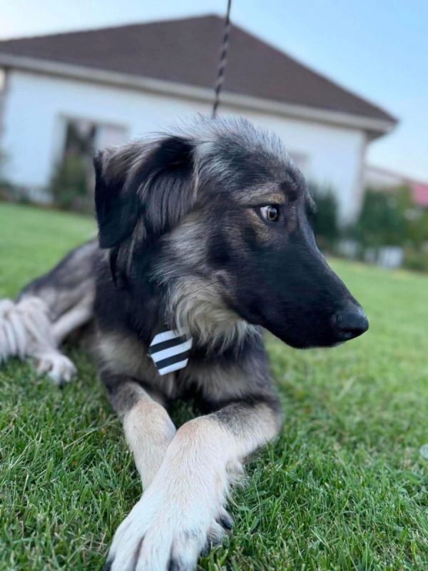Devon - Chien à adopter - photo 8