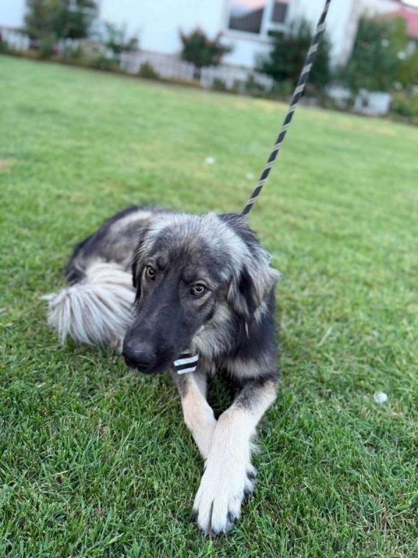 Devon - Chien à adopter - photo 3