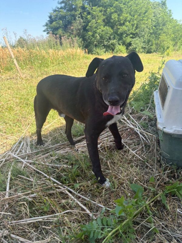 Joe - Chien à adopter