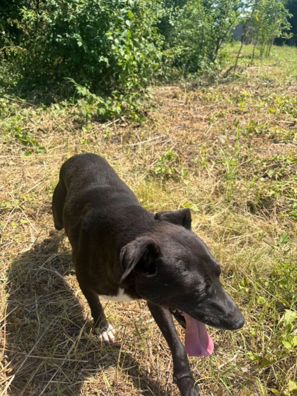 Joe - Chien à adopter - photo 7