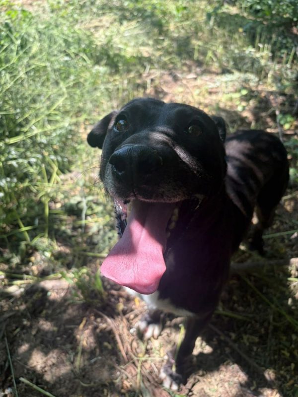 Joe - Chien à adopter - photo 3