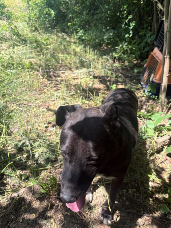 Joe - Chien à adopter - photo 4