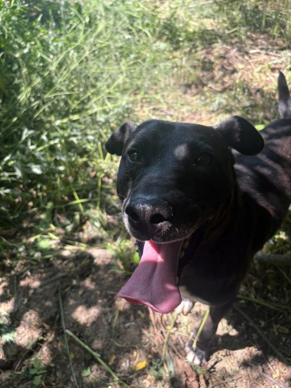 Joe - Chien à adopter - photo 9