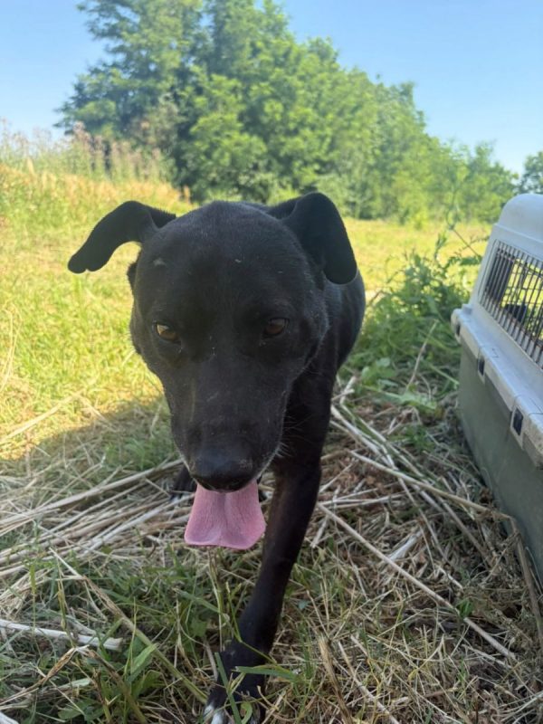 Joe - Chien à adopter - photo 5