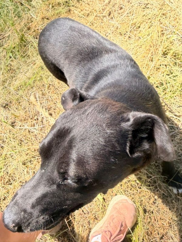 Joe - Chien à adopter - photo 8