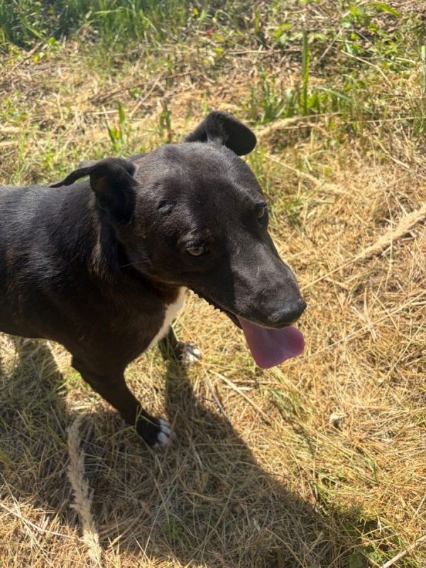 Joe - Chien à adopter - photo 10