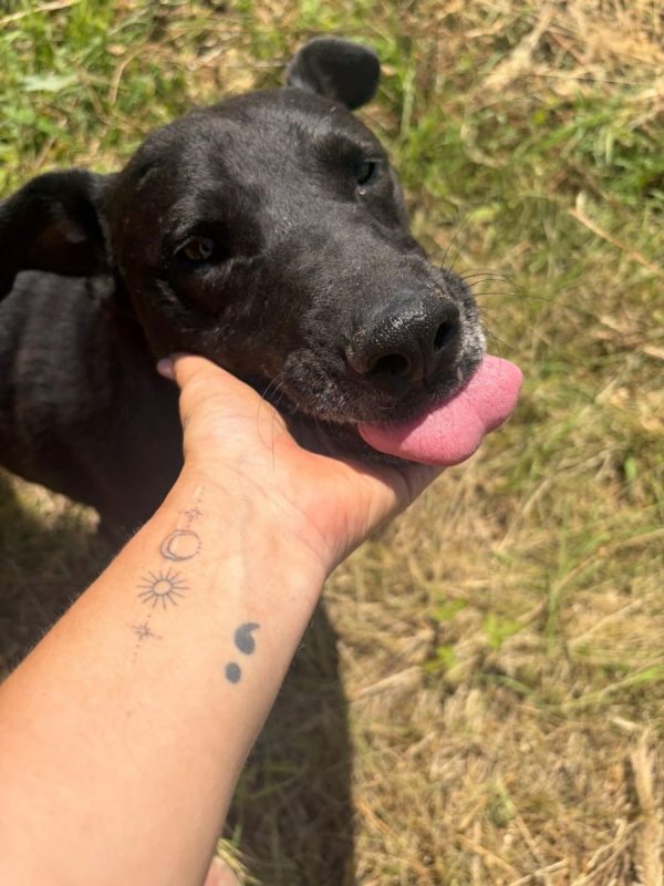 Joe - Chien à adopter - photo 6