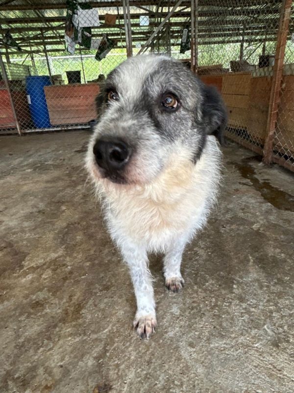Roco - Chien à adopter - photo 4