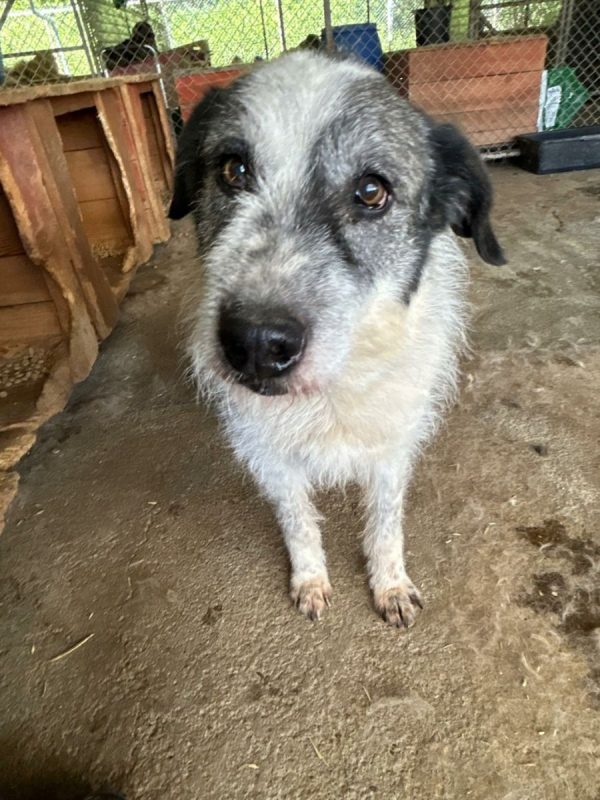 Roco - Chien à adopter - photo 5