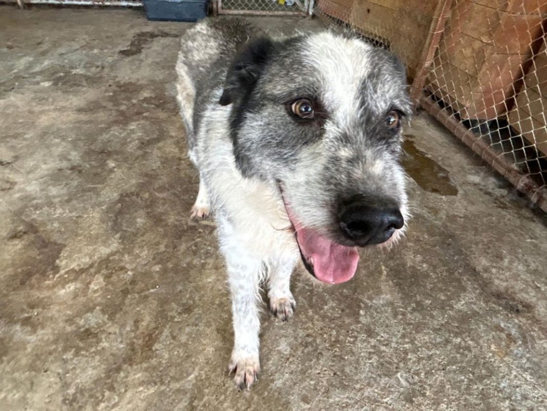 Roco - Chien à adopter