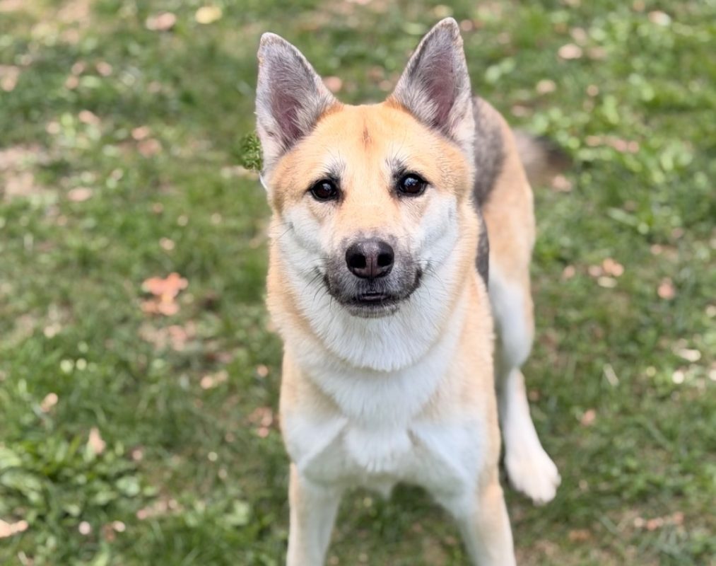 Taya - Chien à adopter