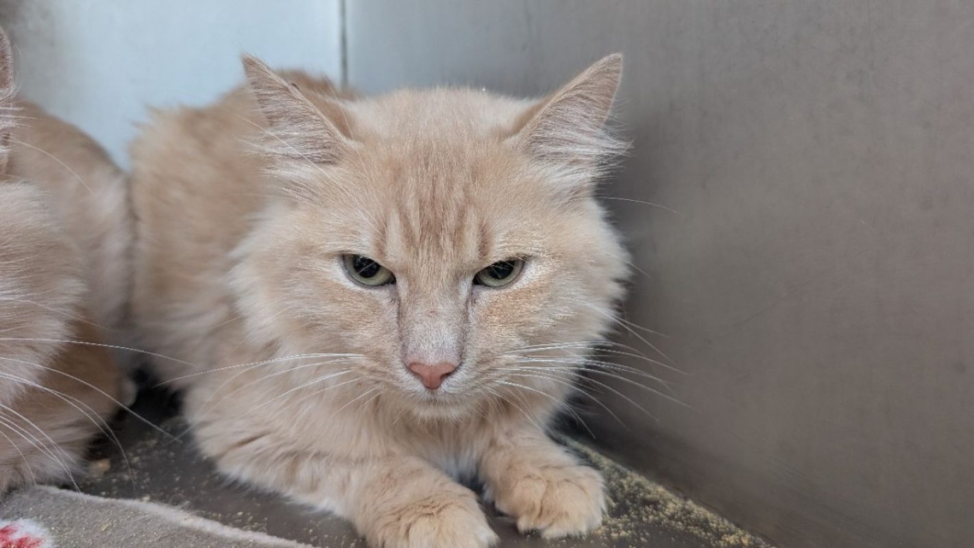 Richelieu - Chat Européen à adopter