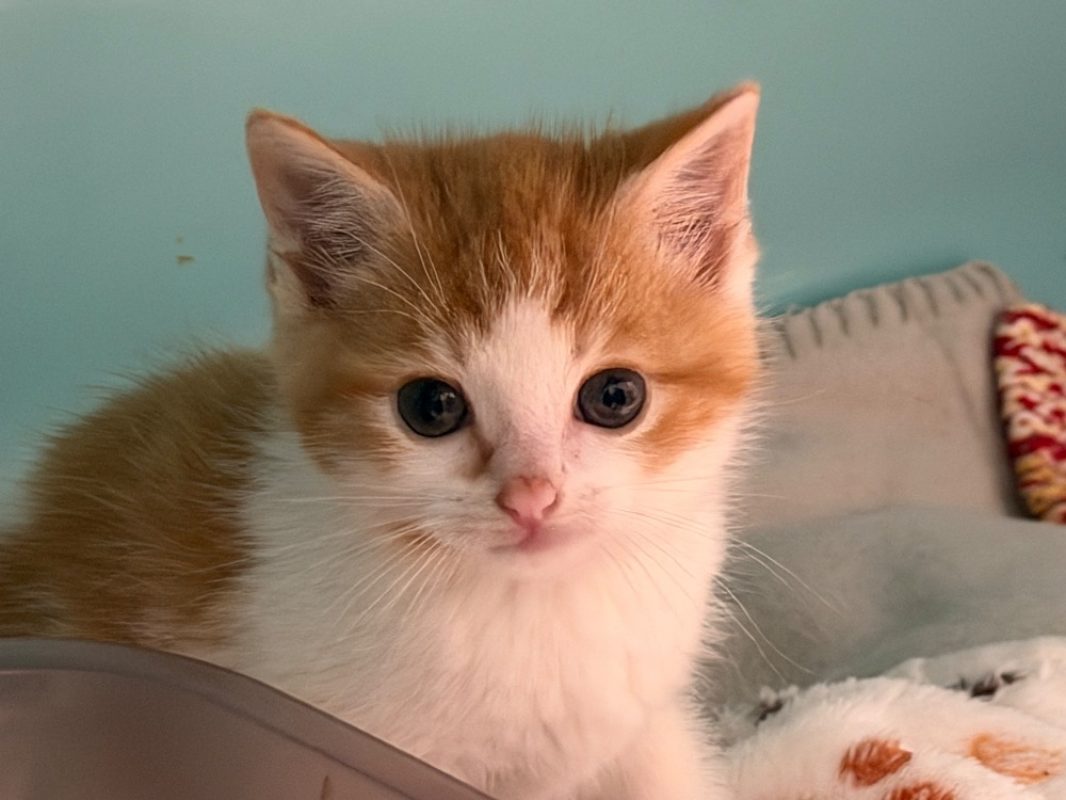 Butternut - Chat Européen à adopter