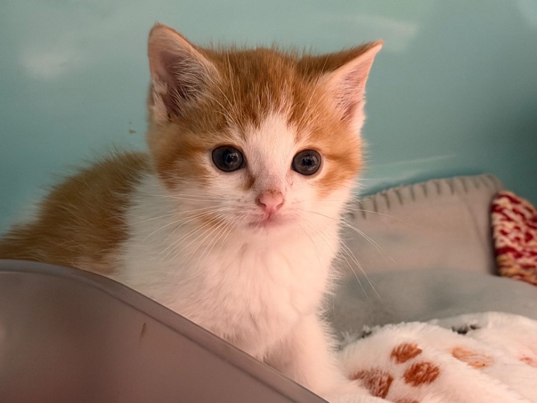 Butternut - Chat Européen à adopter - photo 2