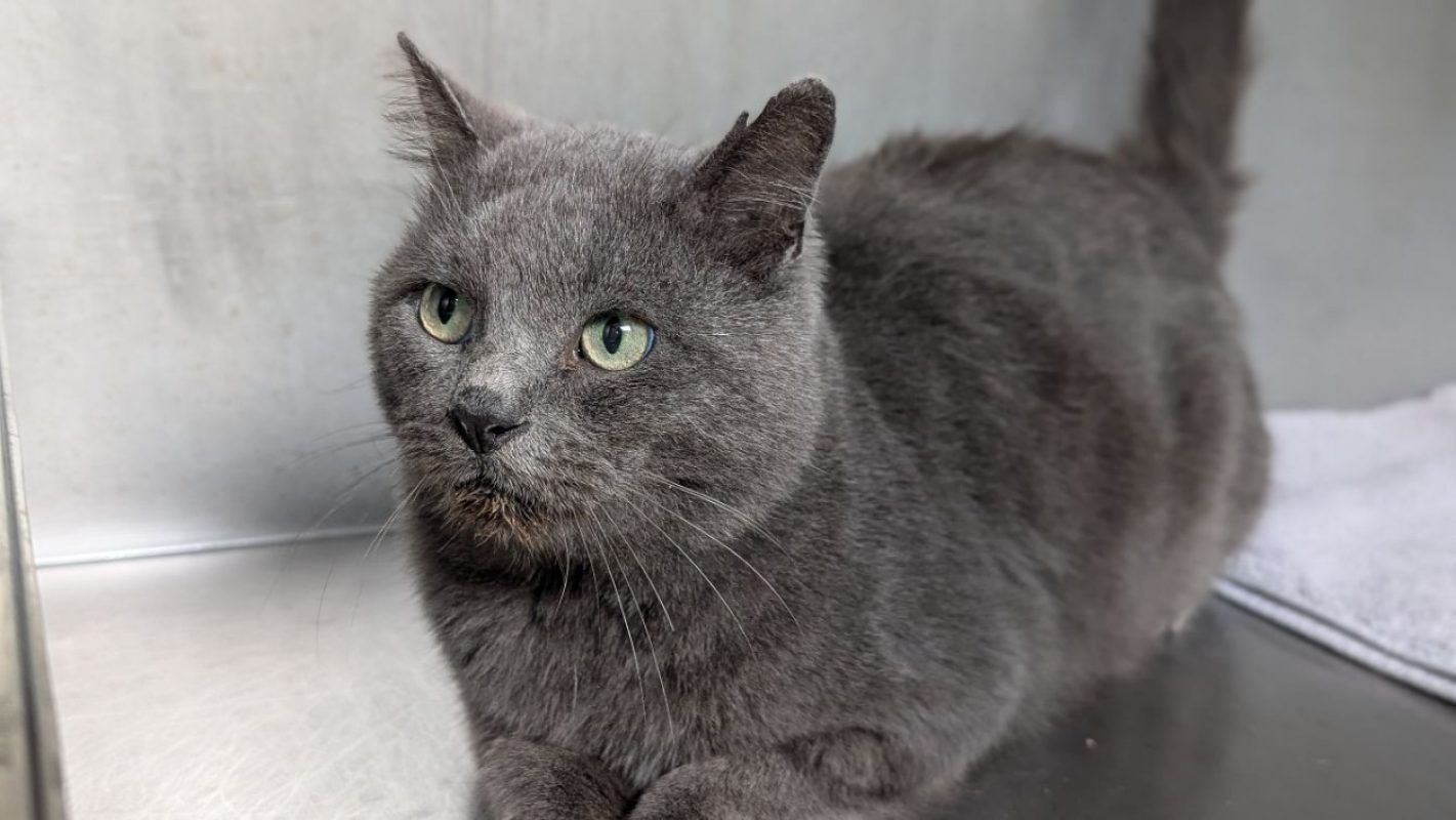 Ratigan - Chat Européen à adopter