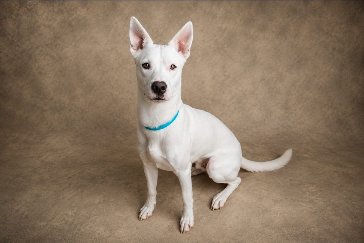 Lasko - Chien Husky Sibérien à adopter