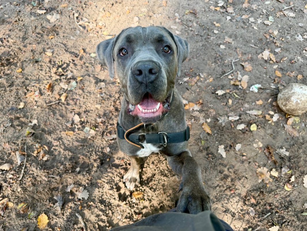 A'floky - Chien Cane Corso à adopter
