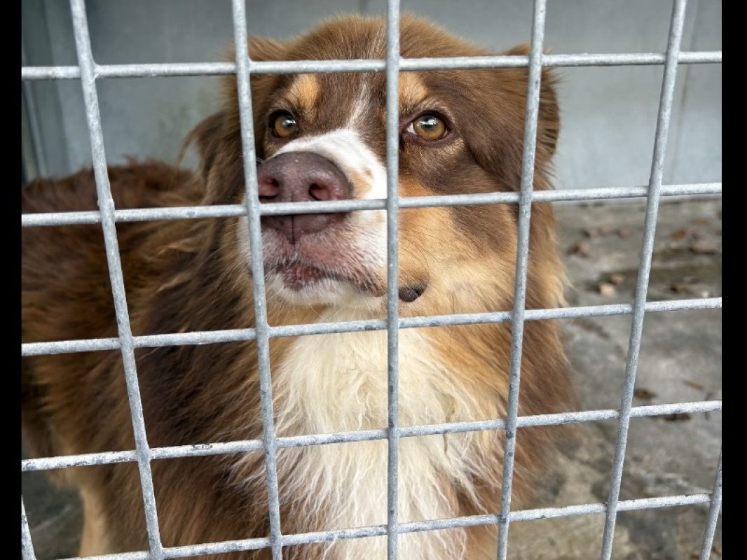 Shadoww - Chien à adopter