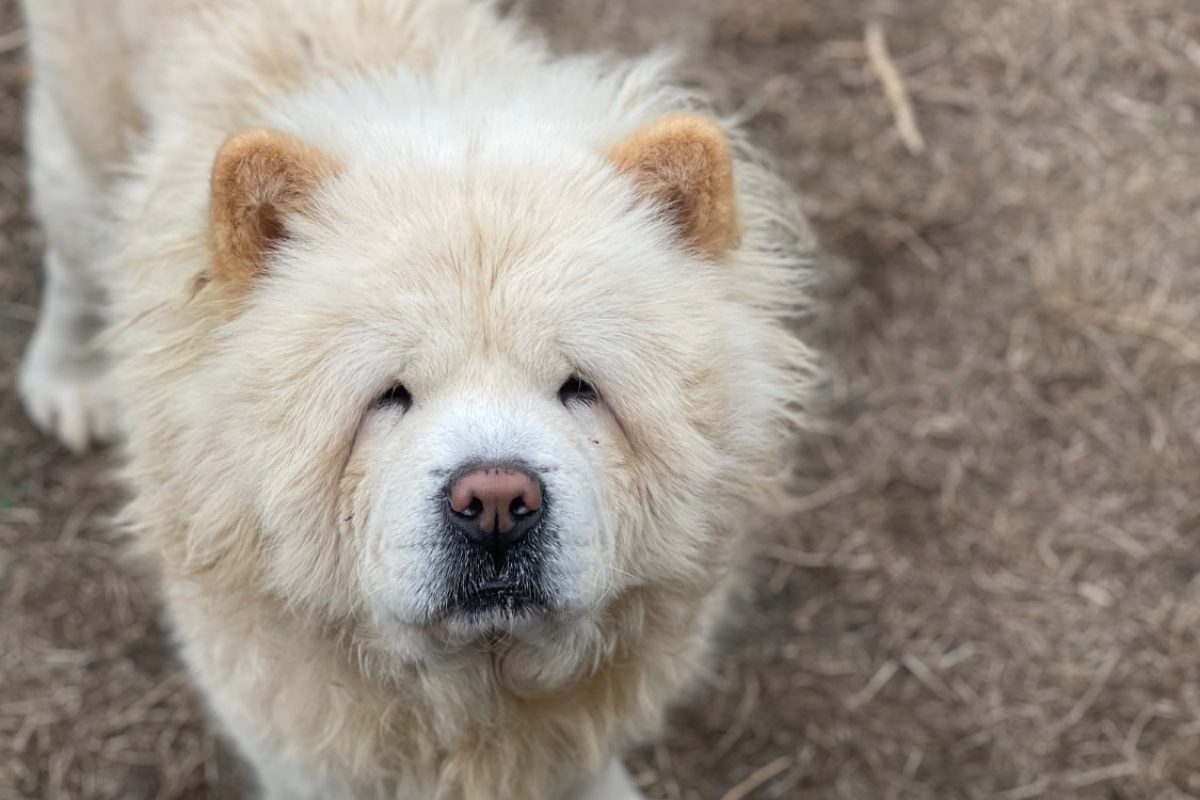 Mufasa - Chien Chow Chow à adopter