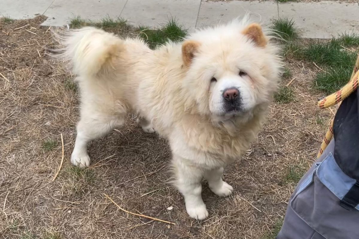 Mufasa - Chien Chow Chow à adopter - photo 2