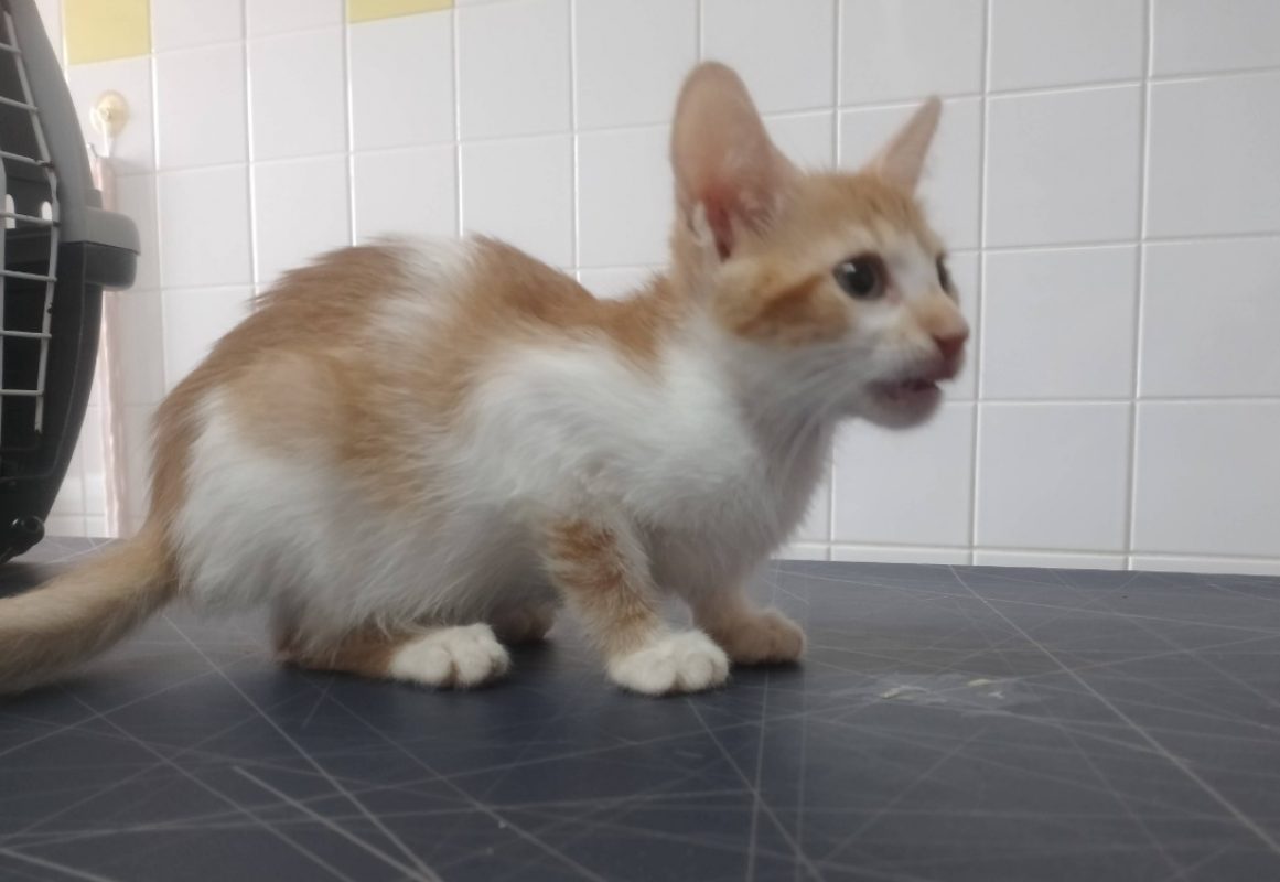 Clover - Chat Européen à adopter