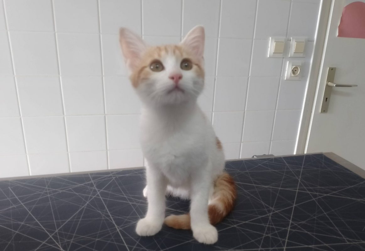 Doby - Chat Européen à adopter