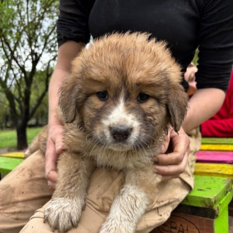 Photo de Fuzzbucket