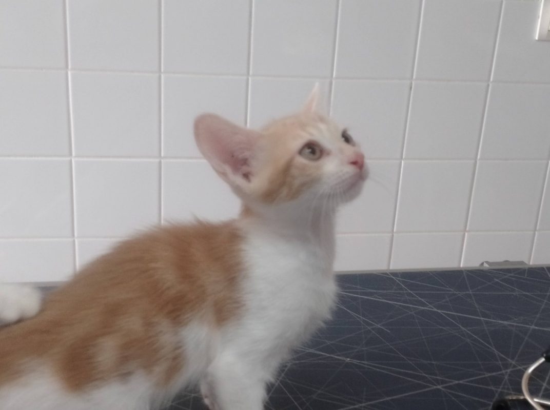Astro - Chat Européen à adopter